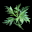 永生药草 Eternal Life Herb