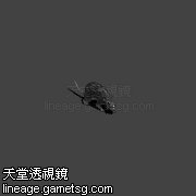 海狸鼠