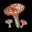 毒蘑菇 Poison Mushroom