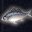 发白光的鱼 Fish with White Aura