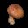 蘑菇 Mushroom