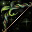 潘朵拉弓 Pandora Bow