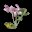 香菜 Herb