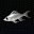 鳕鱼 Young Fish