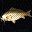鲑鱼 Carp