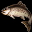 鳟鱼 Trout