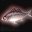 发红光的鱼 Fish with Red Aura