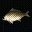 鲷鱼 Crucian Carp