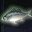 发绿光的鱼 Fish with Green Aura